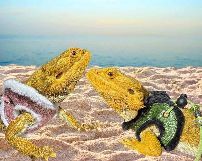 May include: Two yellow bearded dragons wearing colorful harnesses on a sandy beach. The bearded dragon on the left is wearing a pink and white harness, and the bearded dragon on the right is wearing a green and black harness.