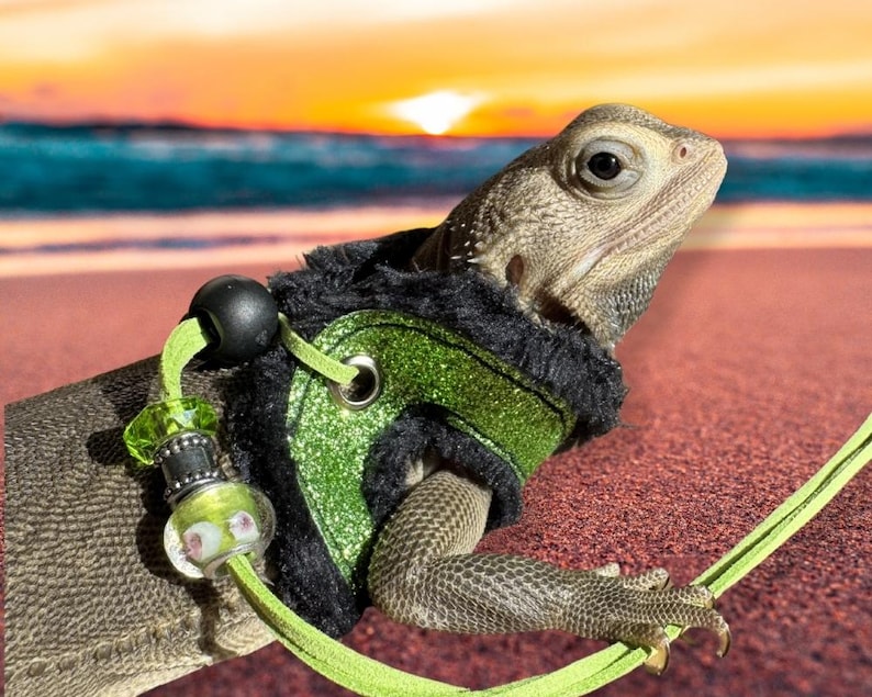 May include: A green and black lizard harness with a green glitter fabric and black fur trim. The harness has a green leash attached to it. The lizard is wearing the harness and is sitting on a sandy beach.