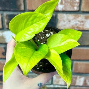 Neon Pothos plant in 4" pot