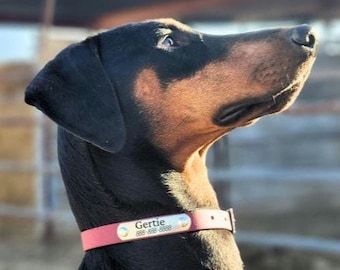 May include: A Doberman Pinscher dog with a black coat and tan markings, wearing a pink collar with a silver name tag. The tag reads "Gertie" and a phone number. The dog is looking up, with sunlight illuminating its face.