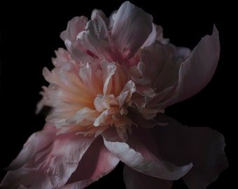 Dark Floral Art, Photography, Peony, Wall Decor, Flowers, Florals, Moody Flowers, Office Decor, Bedroom Decor, Fine Art Photography