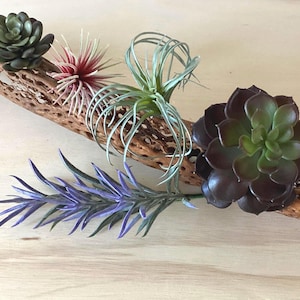 Faux Air Plants: Tillandsia & Succulent Varieties