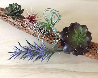Faux Air Plants: Tillandsia & Succulent Varieties