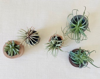 Faux Air Plants + Succulent