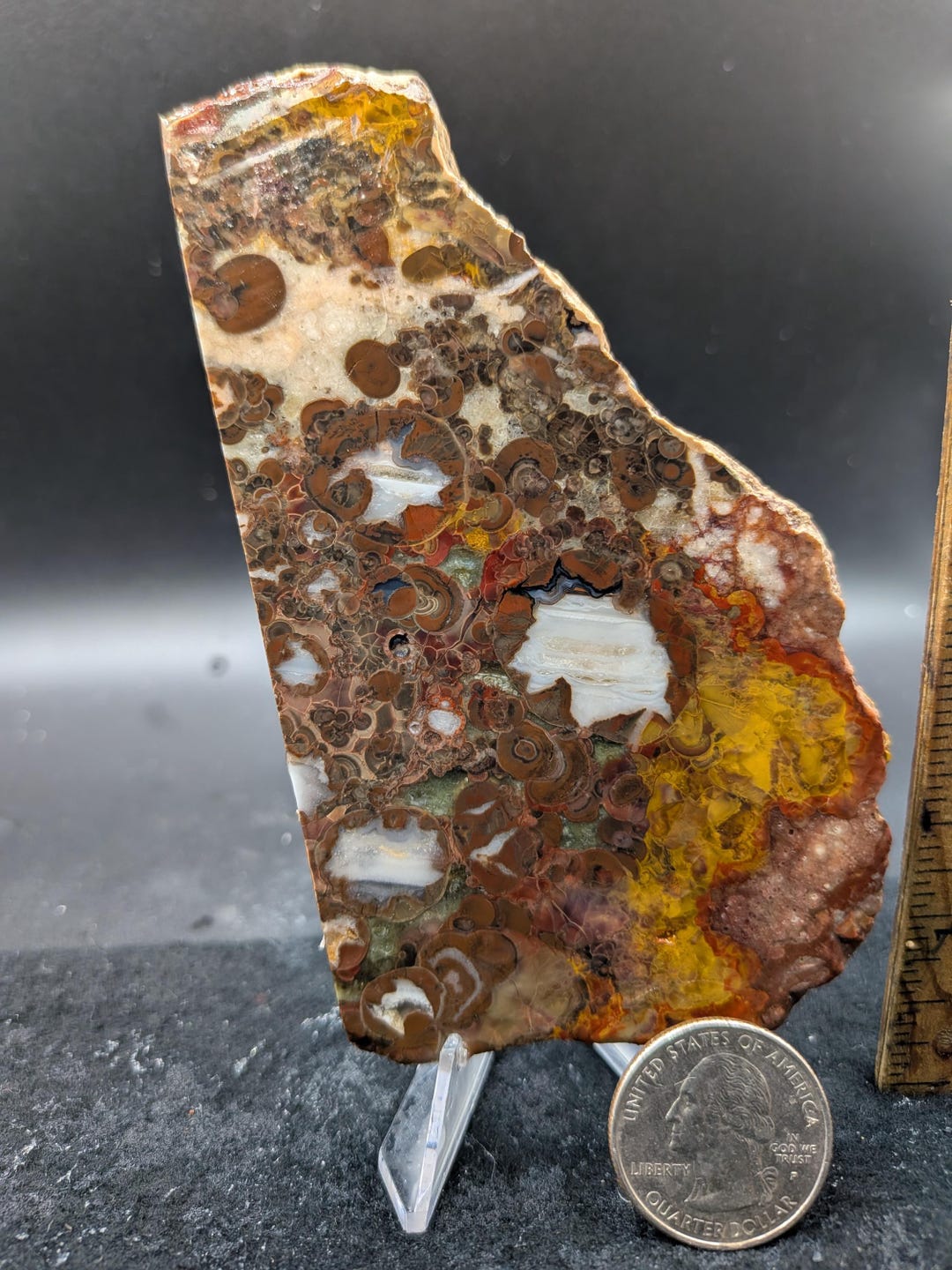 Bug Eye Rhyolite Slab - Etsy