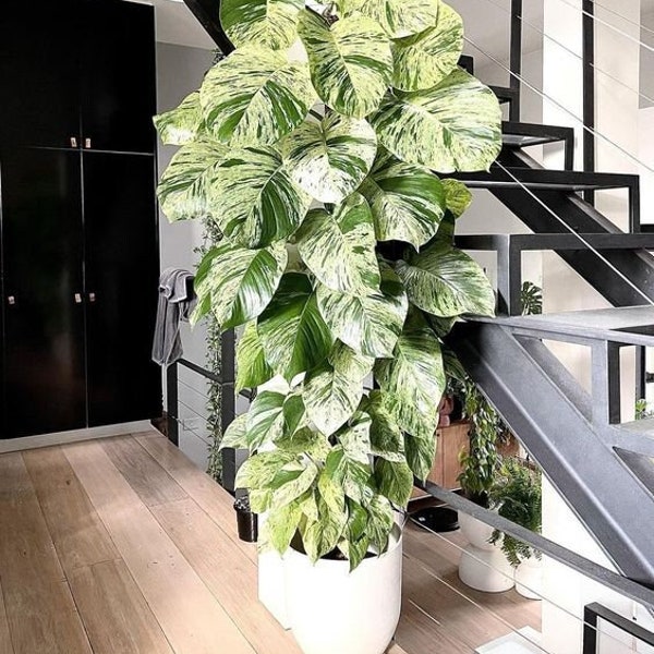 Photo Marble Queen – Variegata – Petite plante vivante