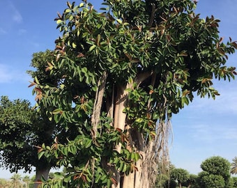 Ficus Elastica - Arbre à caoutchouc - Petite plante en pot