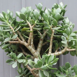 Crassula Spp – Variedad de Árbol de Jade – Planta Pequeña