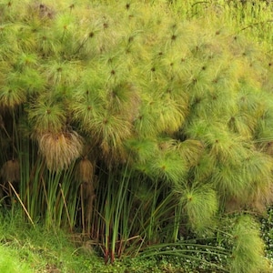 May include: A lush, green papyrus plant with long, slender stems and feathery, umbrella-like flower heads. The plant has a mix of green and brown hues, creating a natural and textured appearance. The image captures the plant in a natural outdoor setting.