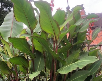 Canna Indica Musifolia – Reuzenblad – Actieve wortelstok
