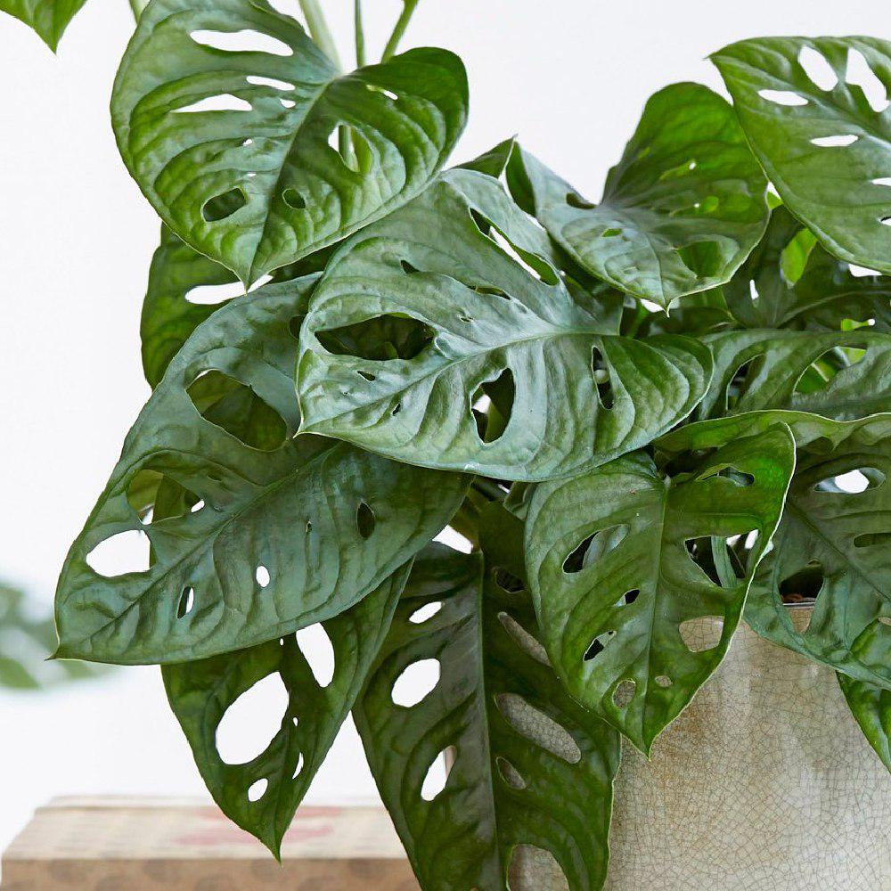 philodendron white princess 4 Philodendron White Princess  Angie's Planties