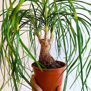 Beucarnea Nolina – Olifantspoot – Grote levende plant