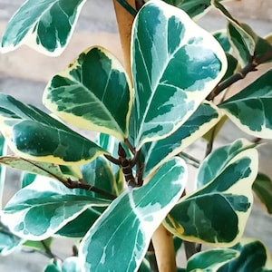 Ficus Triangularis Variegata – Plante vivante RARE