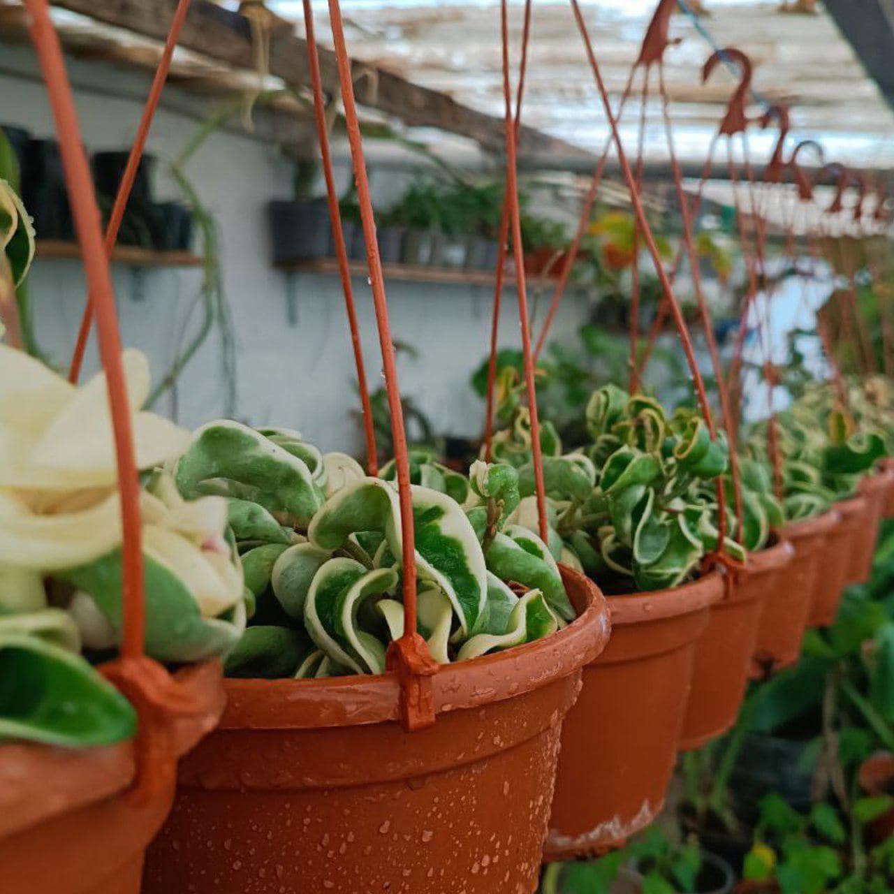 haworthia cymbiformis variegata Buy Haworthia cymbiformis 'Variegata' Clumps Australia