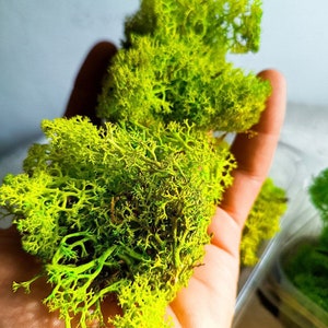 Konserviertes Polarmoos – Behandeltes Naturmoos für Terrarien und Dekoration