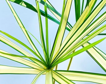 Cyperus Alternifolius Variegata  Live Plant - Variegated Papyrus - Etsy  Canada