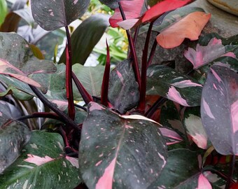philodendron micans pflege Philodendron Scandens Micans – Foliage Dreams