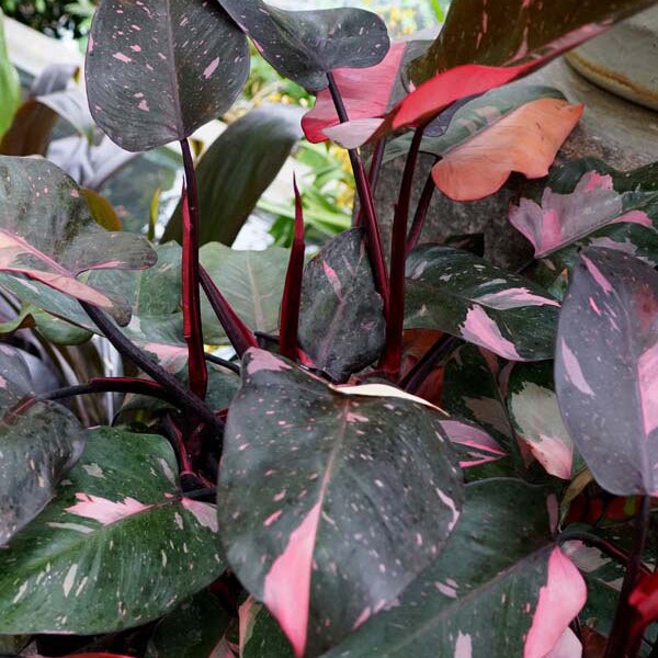 Philodendron Pink Princess – Baby - Planta Viva Pequeña