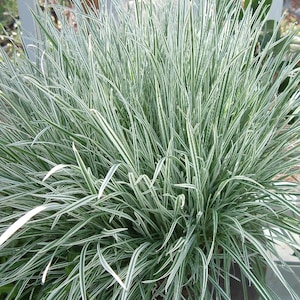 Tulbaghia Violácea &#39;Variegata&#39; - Live Plant