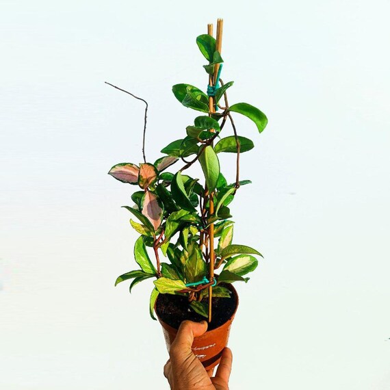 Mini-kalanchoe rosalina - set de 3 plantes différentes - flaming käthchen - pot de 5,5 cm Mini-kalanchoe rosalina - set de 3 plantes différentes - flaming käthchen - pot de 5,5 cm