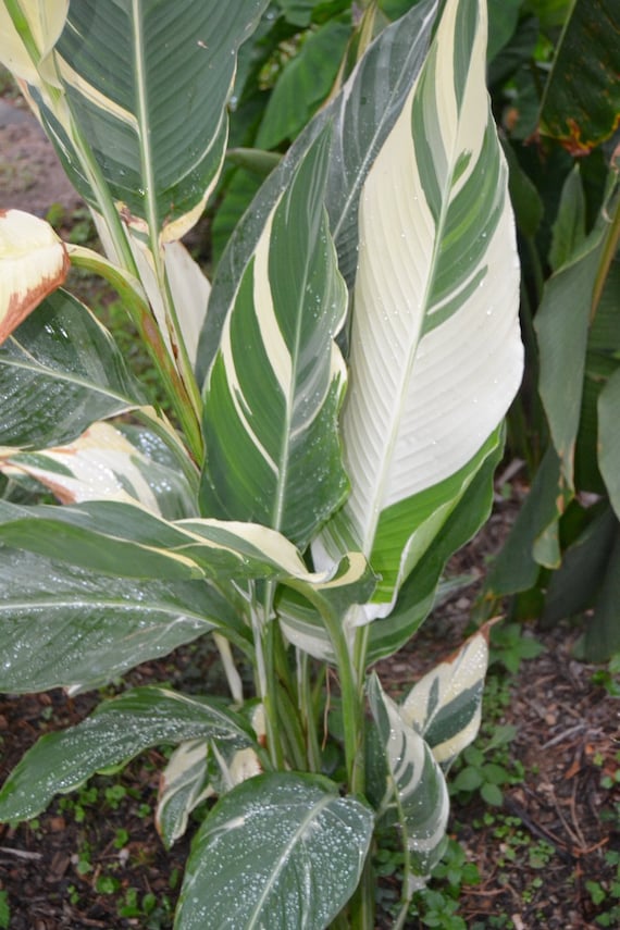 Canna Stuttgart  Canna Variegata  Wachsendes Rhizom - Etsy.de