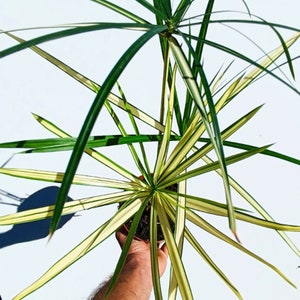 Cyperus Alternifolius Variegata – Live Plant - Variegated Papyrus