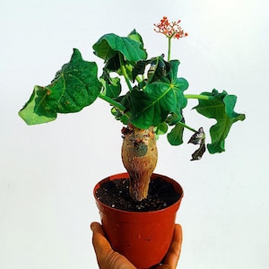 Jatropha Podagrica – Exclusive Plant
