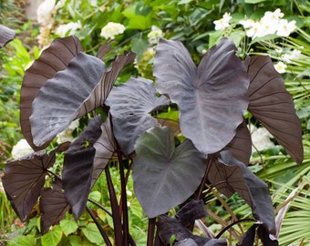 Lugarsia Black Magic – Lebende Pflanze – 1 Einheit verfügbar