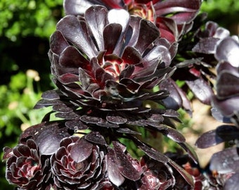 Aeonium Nigrum Arboreum - Suculenta de Rosa Negra – ESQUEJE FRESCO