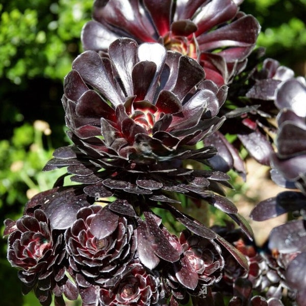 Aeonium Nigrum Arboreum - Suculenta de Rosa Negra – ESQUEJE FRESCO