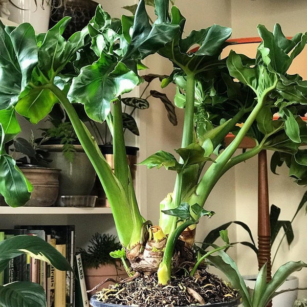 Philodendron Super Atom – Medium Potted Plant