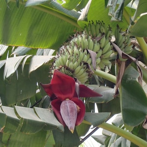 Musa Tropicana – Platanera – Banana Tree - Planta Viva