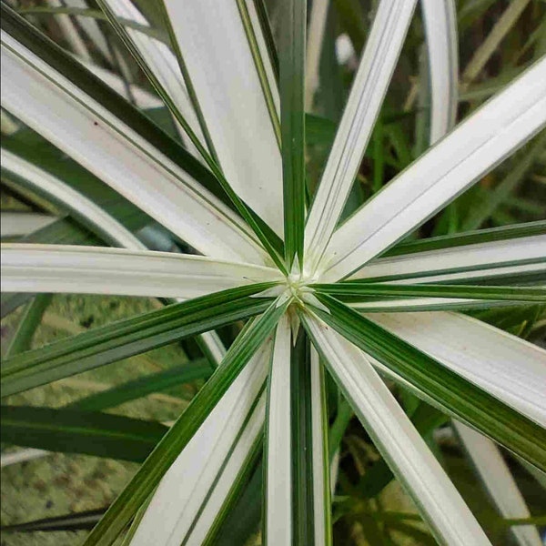 NUOVO LOTTO | Cyperus Alternifolius Variegata – Pianta viva in vaso - Papyrus Variegata Variegato Bianco - Bianco