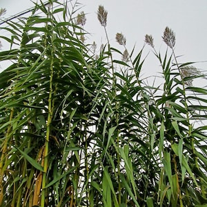 Arundo Donax – Zeer snel groeiende valse bamboe – RIZOMA