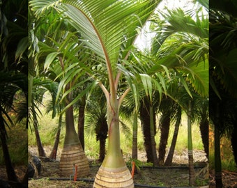 Mascarena Palm of Mauritius - Hyophorbe Laginocaulis – Medium Live Palm Tree, VERY TROPICAL