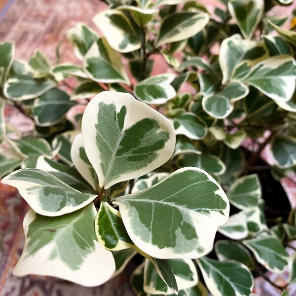 Ficus Triangularis Variegata – RARE Plant with High Variegated Variegation