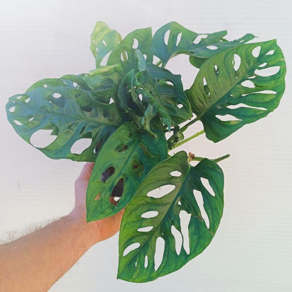 Monstera Monkey Mask  [Affengesicht]  Lebende Pflanze - Etsy.de