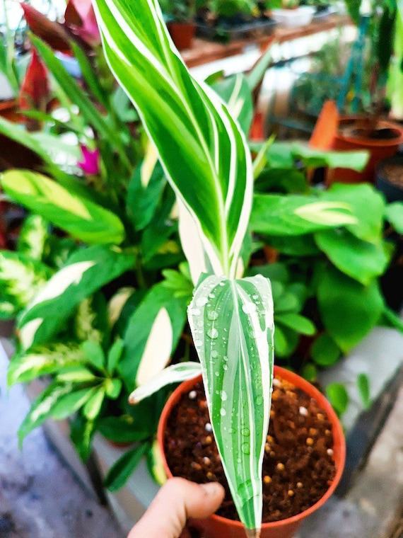 Canna Stuttgart  Canna Variegata  Wachsendes Rhizom - Etsy.de