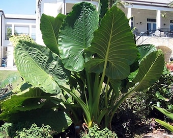 Sehr groe Alocasia Frydek Variegata Rhizome - Etsy.de