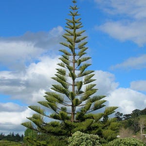 Può includere: Un alto e sottile pino con aghi verdi contro un cielo blu con nuvole bianche.