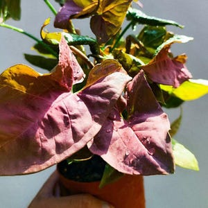 Syngonium Pink Heart – Syngonium Rosa - Small Live Plant