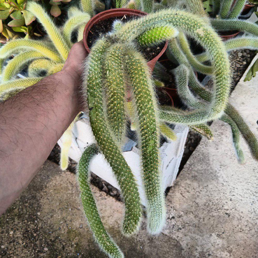 Cucumber cactus - Etsy.de