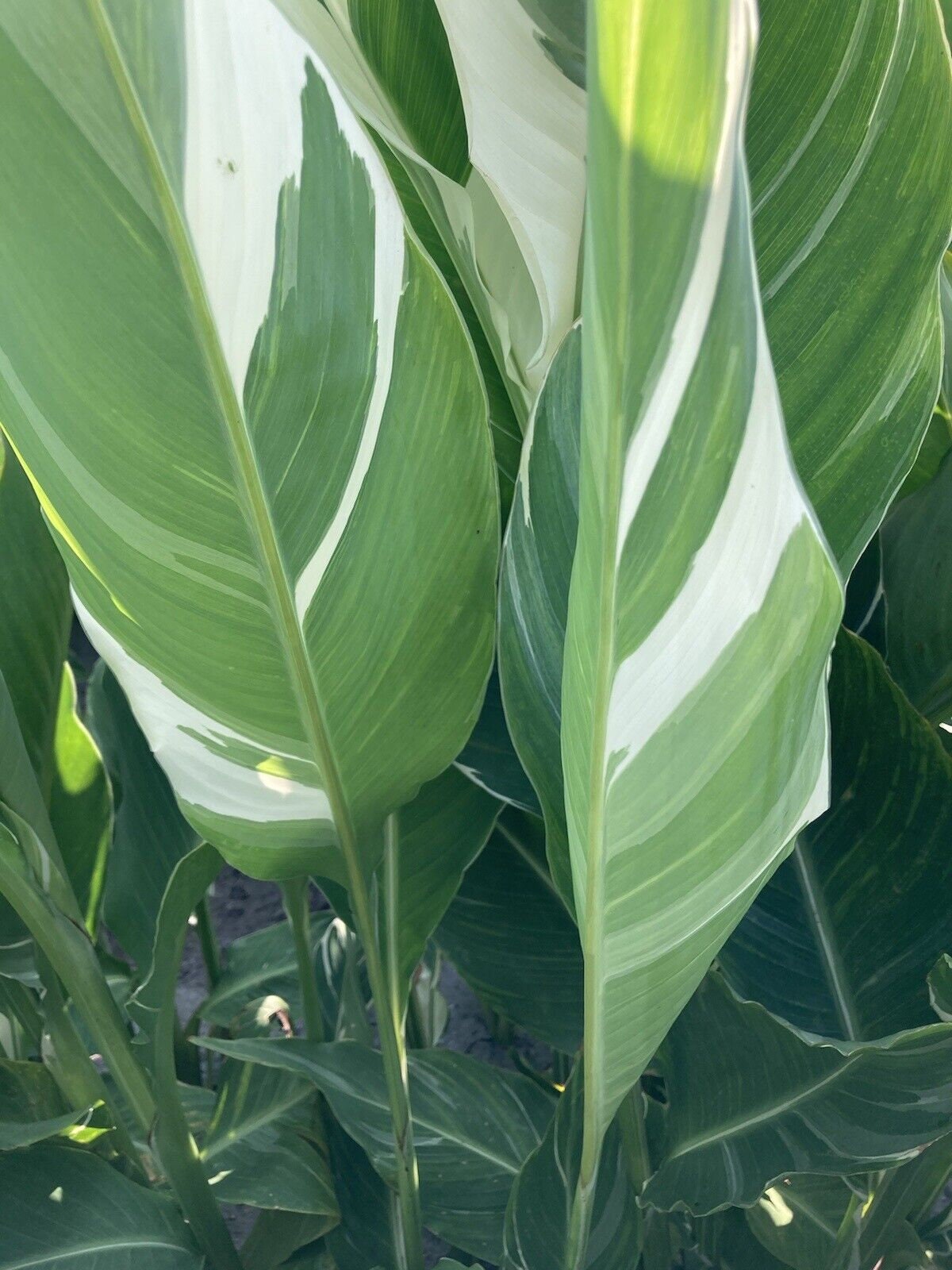 künstliche tulpen weiß Tulpenbund künstlich weiß – Das Wohngut main image 1