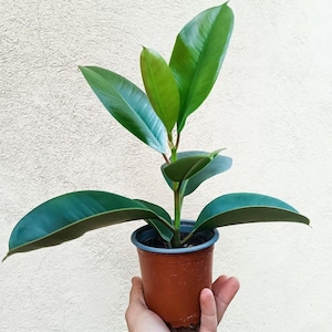 Ficus Robusta - Rubber Tree - Live Plant