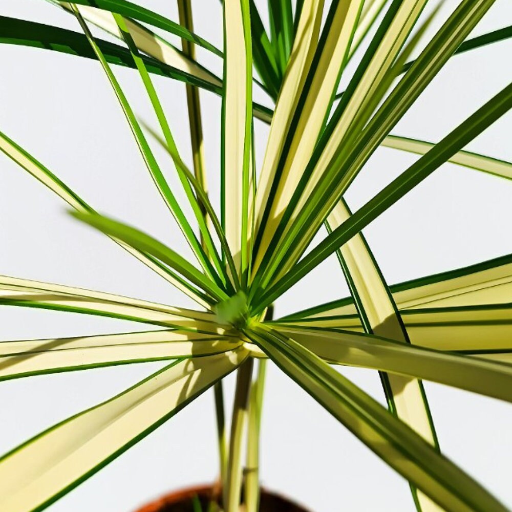 Cyperus Alternifolius Variegata  Live Plant - Variegated Papyrus - Etsy  Canada