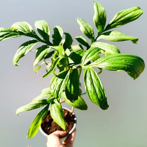 Monstera Subpinnata  Monstera Seltene Kletterpflanze  Mittelgroe lebende  Pflanze - Etsy.de