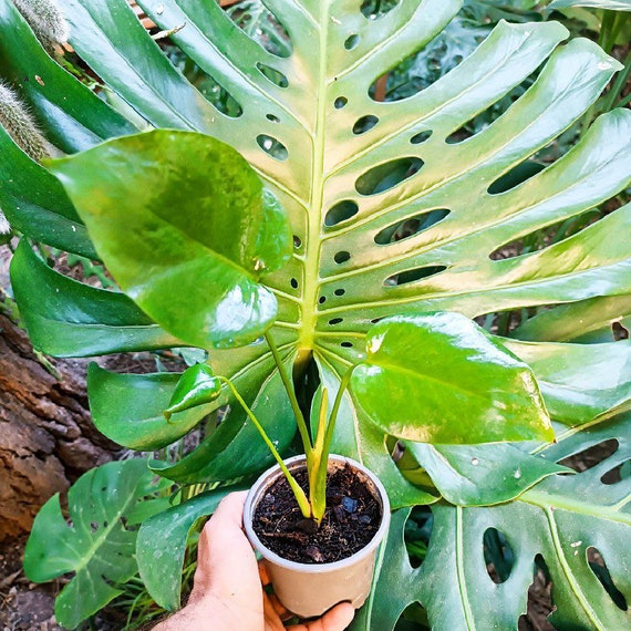 philodendron red wonder Philodendron Cherry Red - Colorful Air-purifying Plants For Home, Office