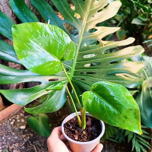 Monstera Big Form (Originele Deliziosa Giant) – Originele versie met enorme bladeren – Kleine levende plant
