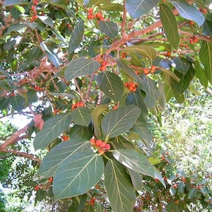 Ficus Benghalensis Audrey – Wurgvijg - Levende plant