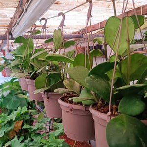 Hoya Kerrii Tree – Large-leafed Heart-shaped Live Plant